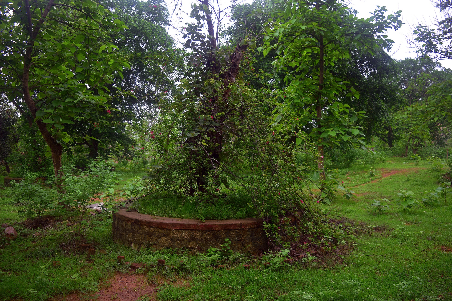 forest foliage garden free photo