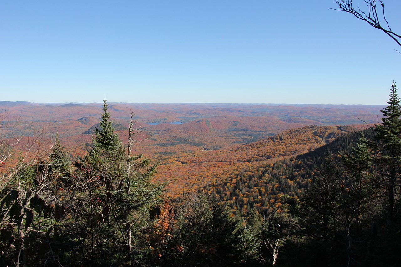 forest autumn hill free photo