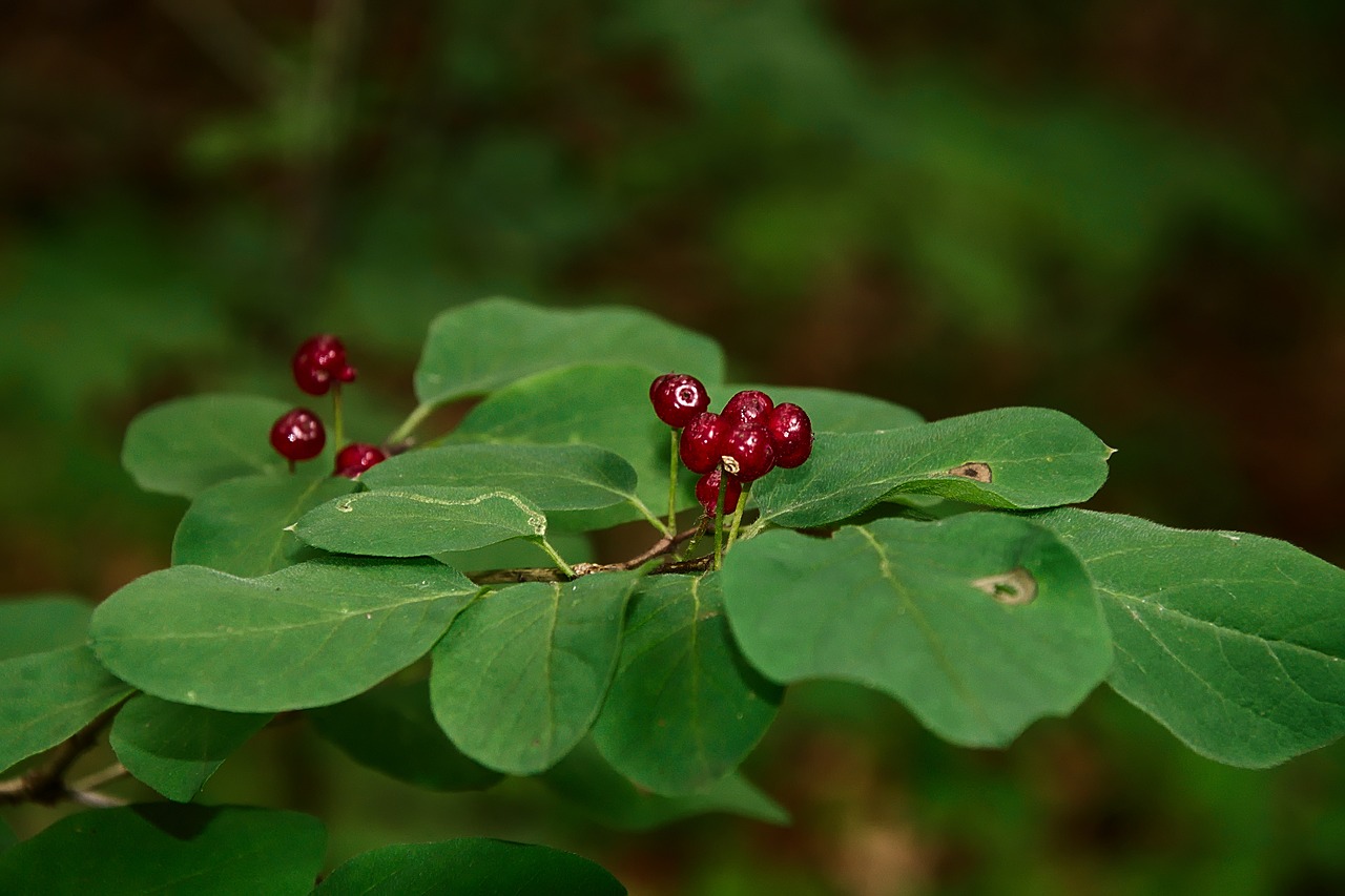 forest berry fruits free photo