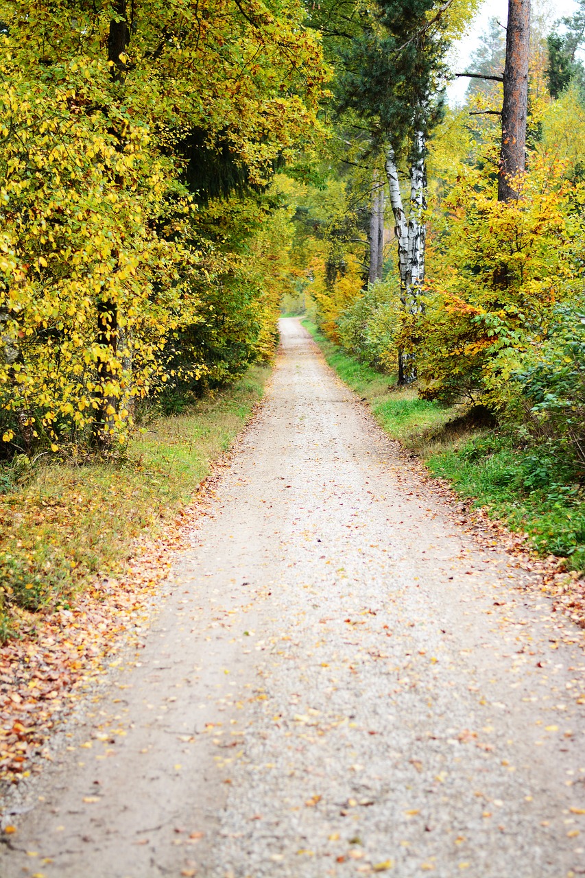 forest trees landscape free photo