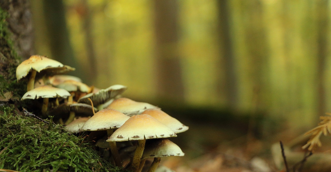 forest plant mushrooms free photo