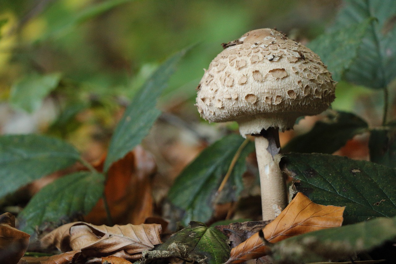 forest mushroom schirmling free photo