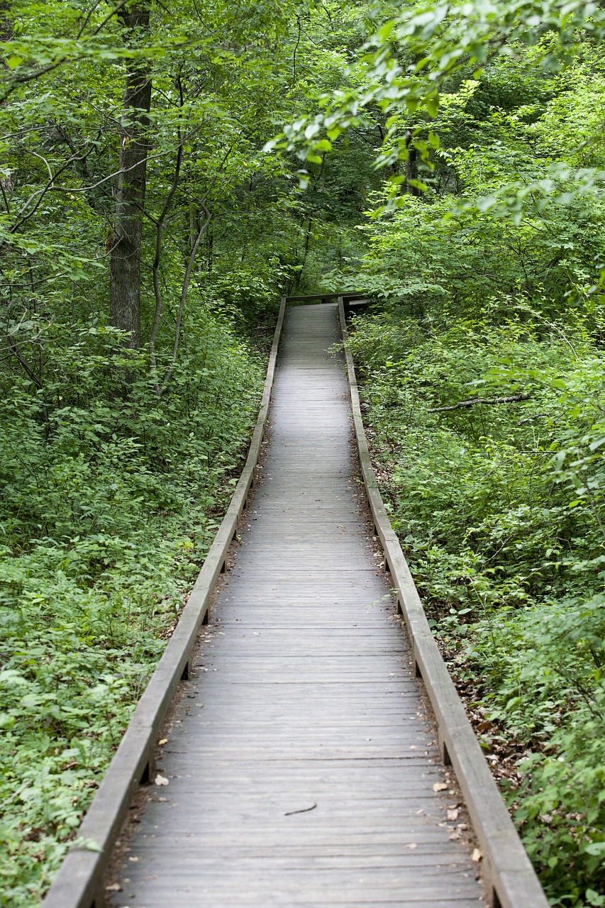 forest forest road nature free photo