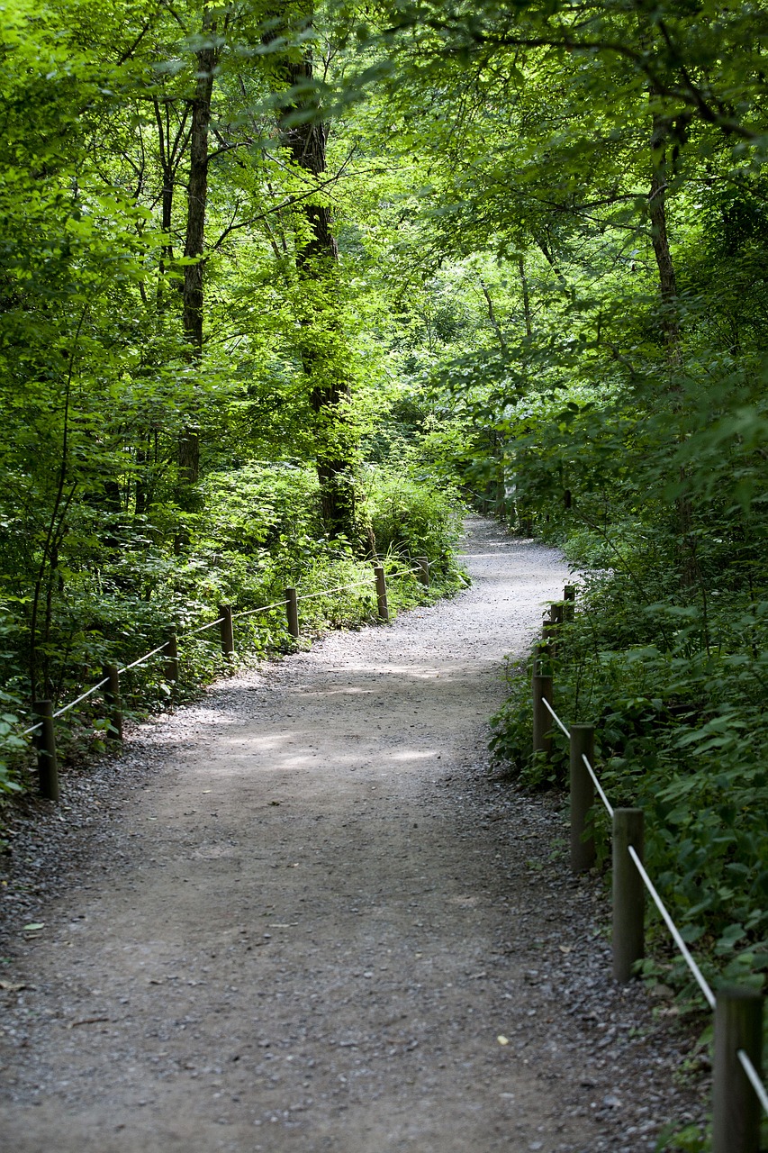 forest forest road nature free photo