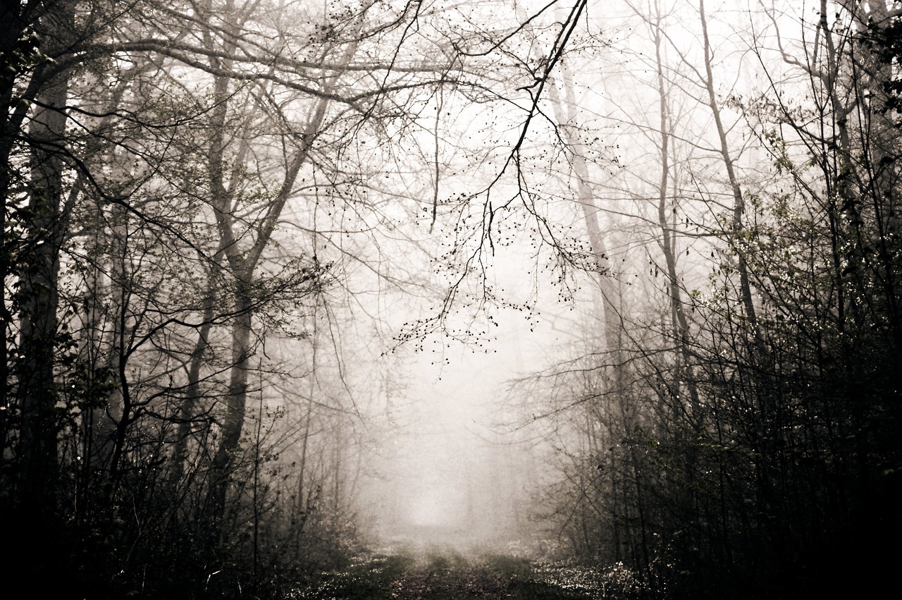 forest fog trees free photo