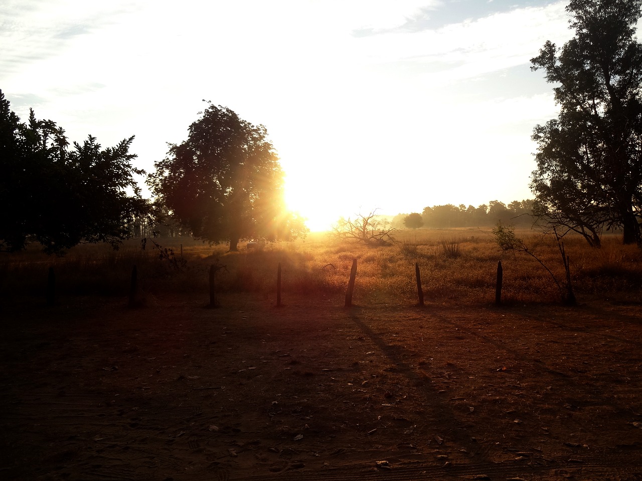 forest tree sun free photo