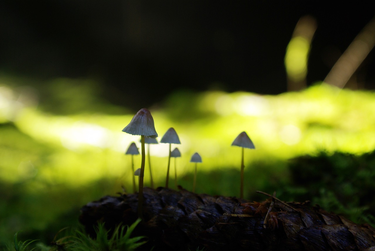 forest mushrooms autumn free photo