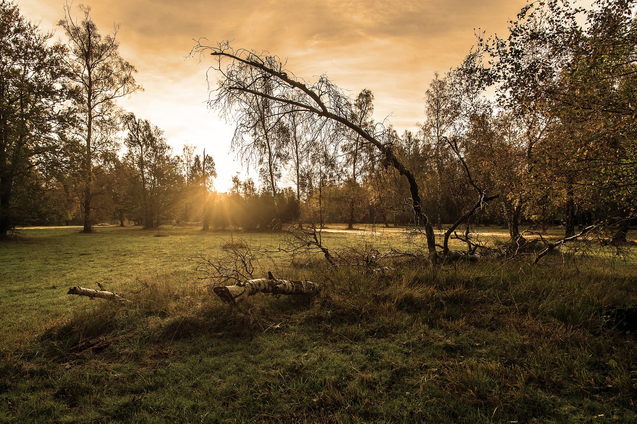 forest sunrise sun free photo