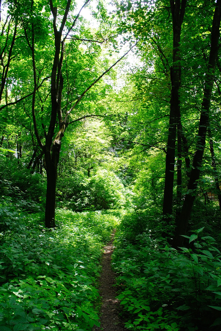 forest tree shadow free photo