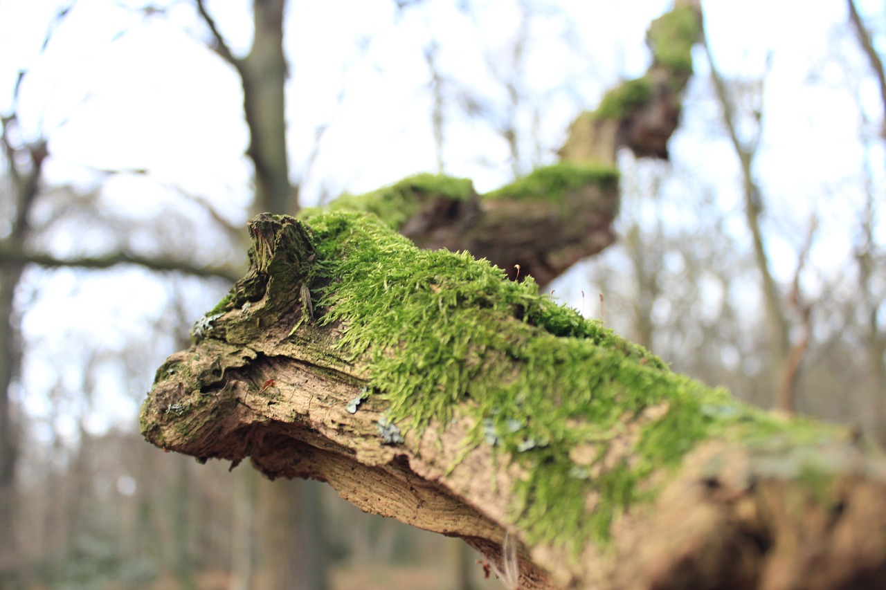 forest moss tree free photo