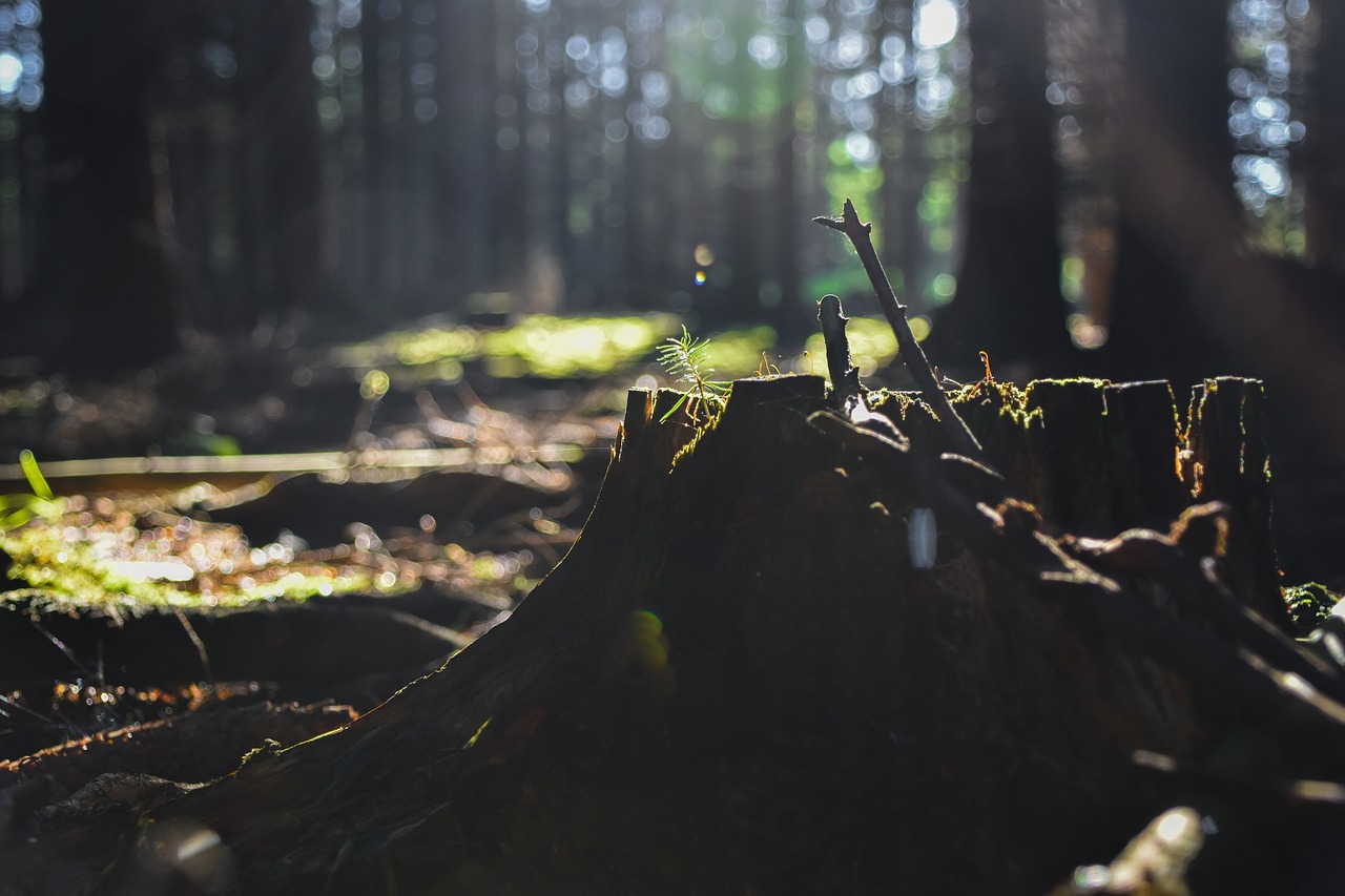 forest stump wood free photo