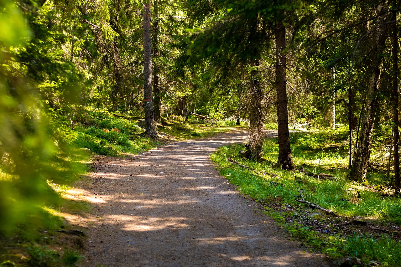 forest nordic forest nature free photo