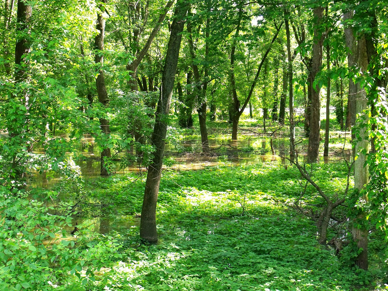 forest nature trees free photo