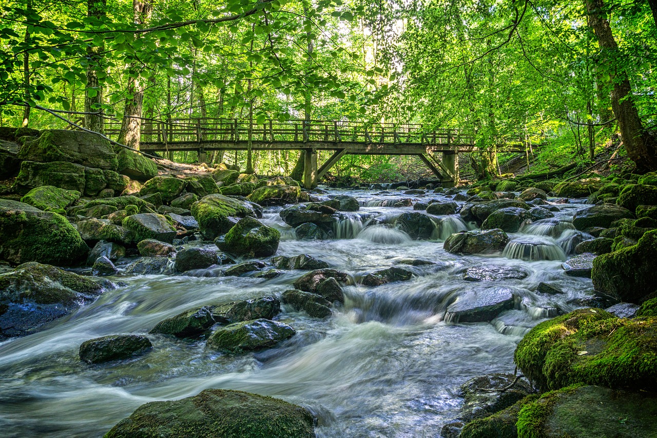 forest river stones free photo