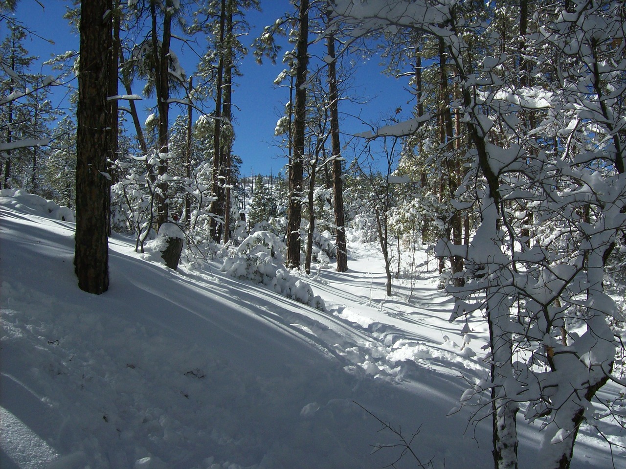 forest winter snow free photo