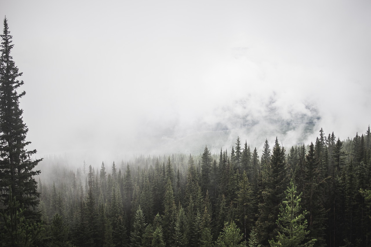 forest mountain trees free photo