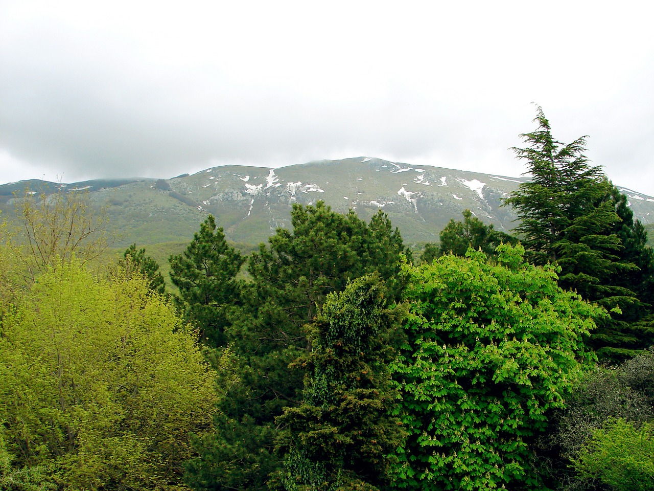 forest trees green free photo