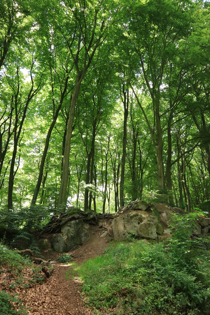 forest trees nature free photo