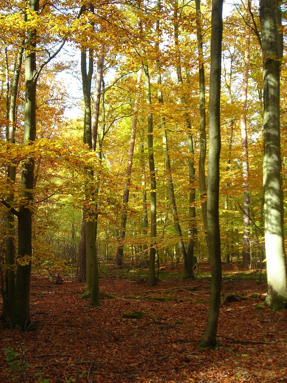 forest golden october free photo