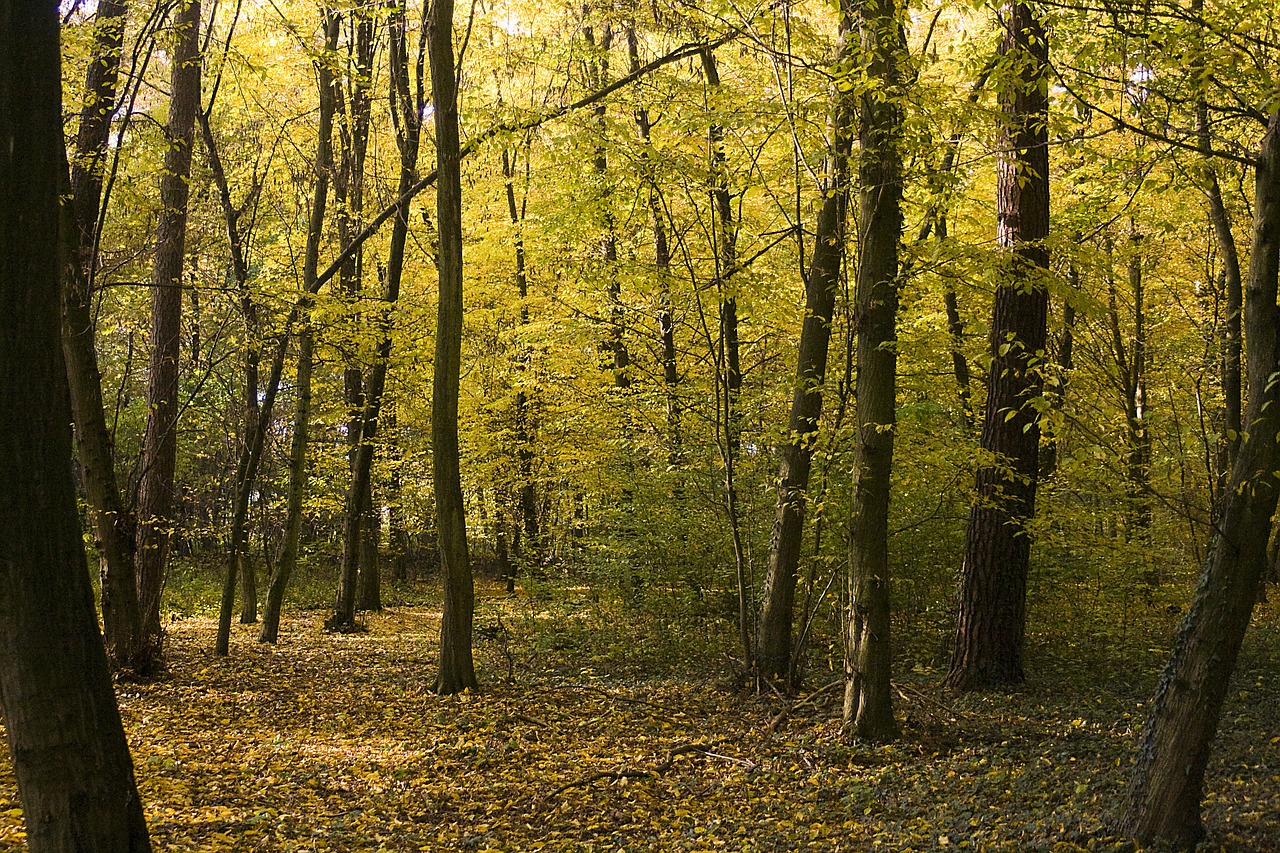 forest golden october free photo