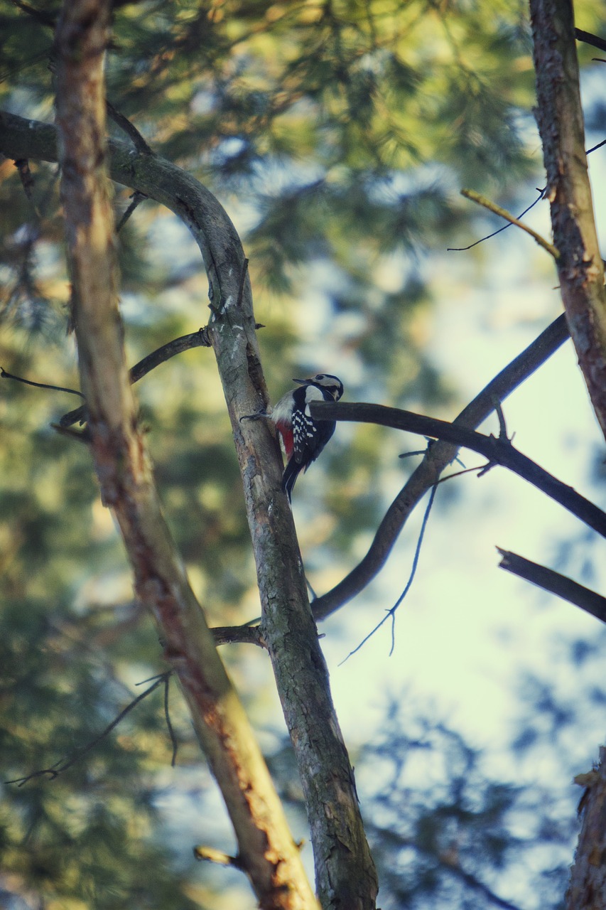 forest spruce needles free photo