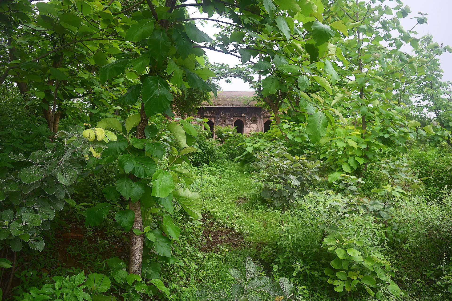 forest nature ruins free photo