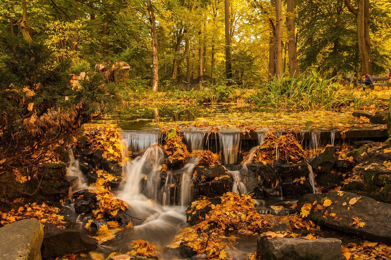 forest trees plants free photo