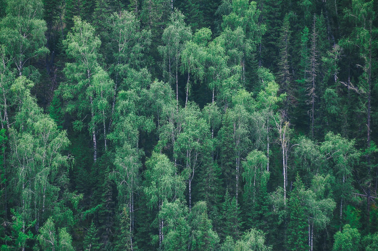 forest trees green free photo