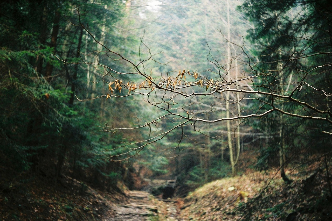 forest mountain trees free photo