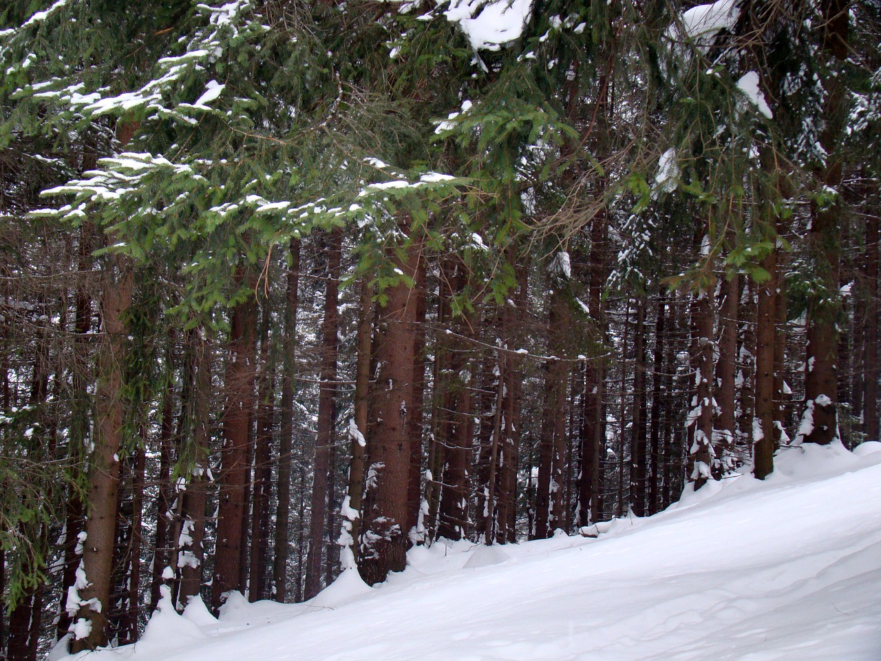 forest winter coniferous forest free photo