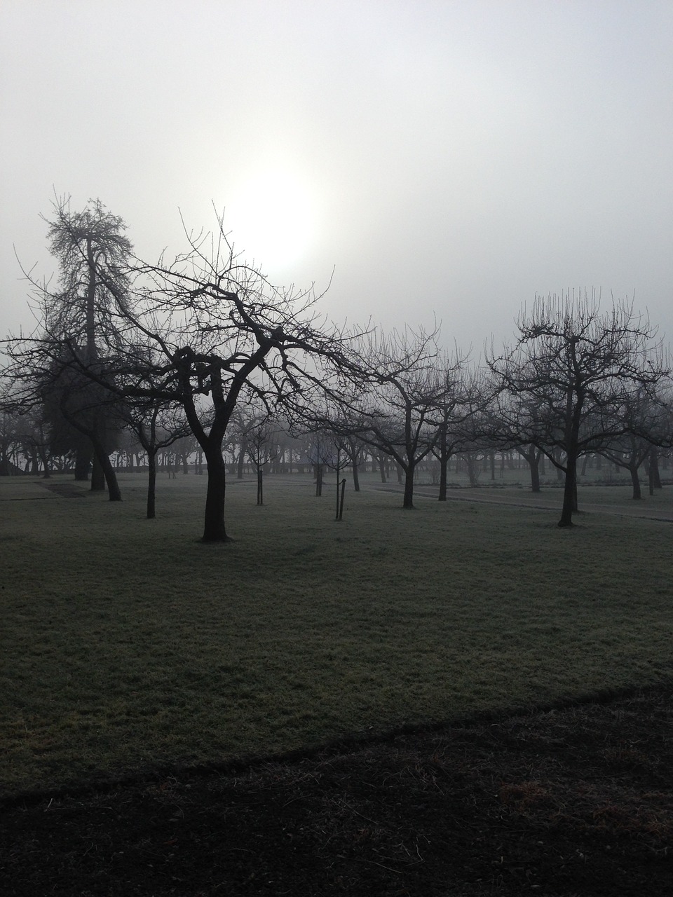 forest fog winter free photo