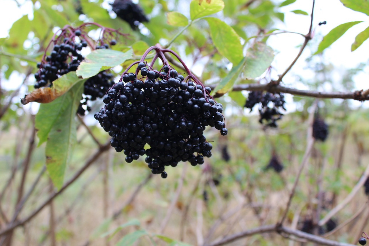 forest pine berry free photo