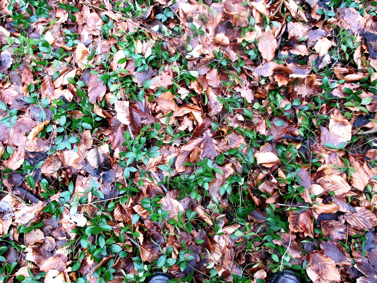 forest forest floor february free photo