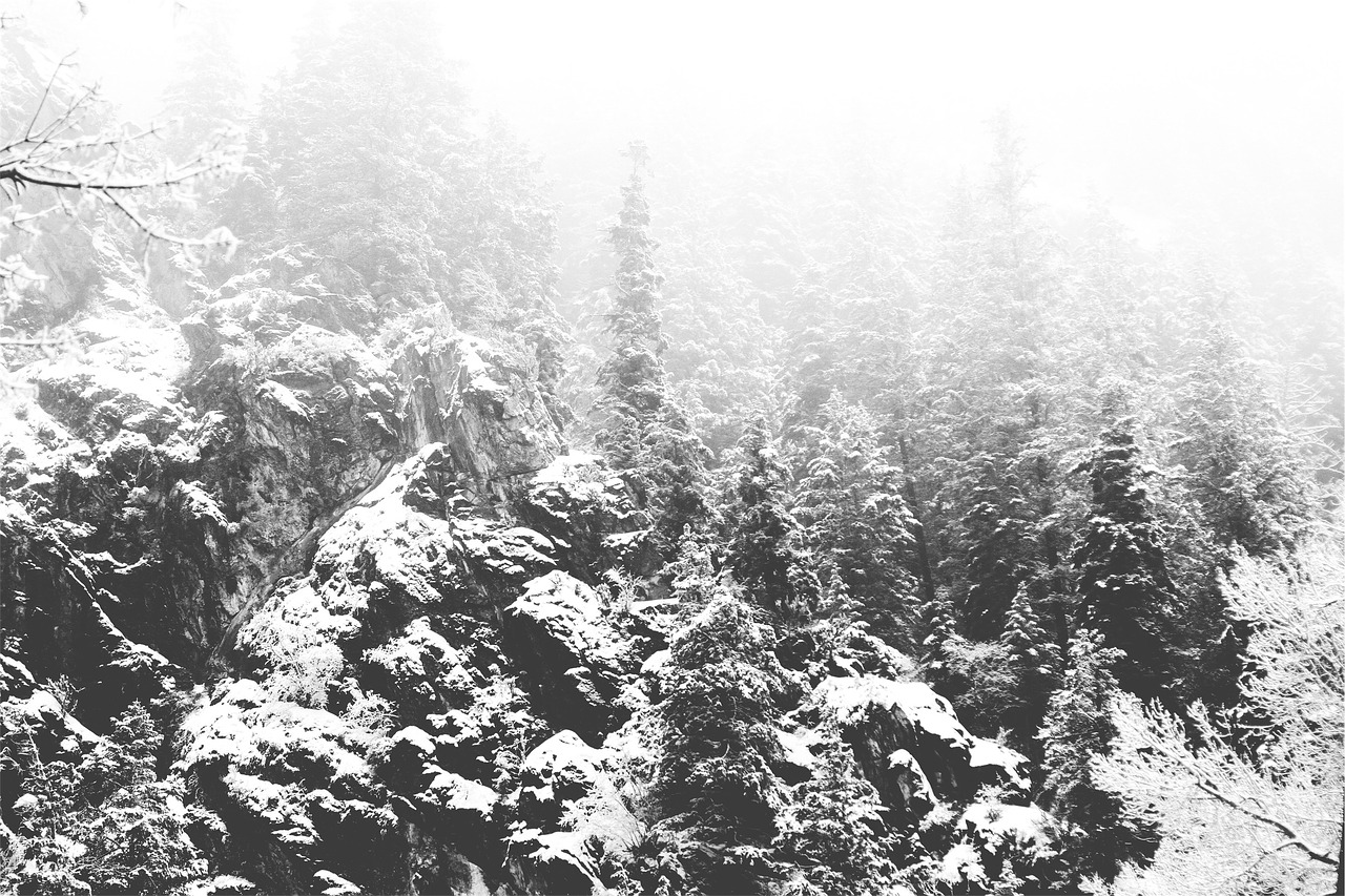 forest trees snow free photo