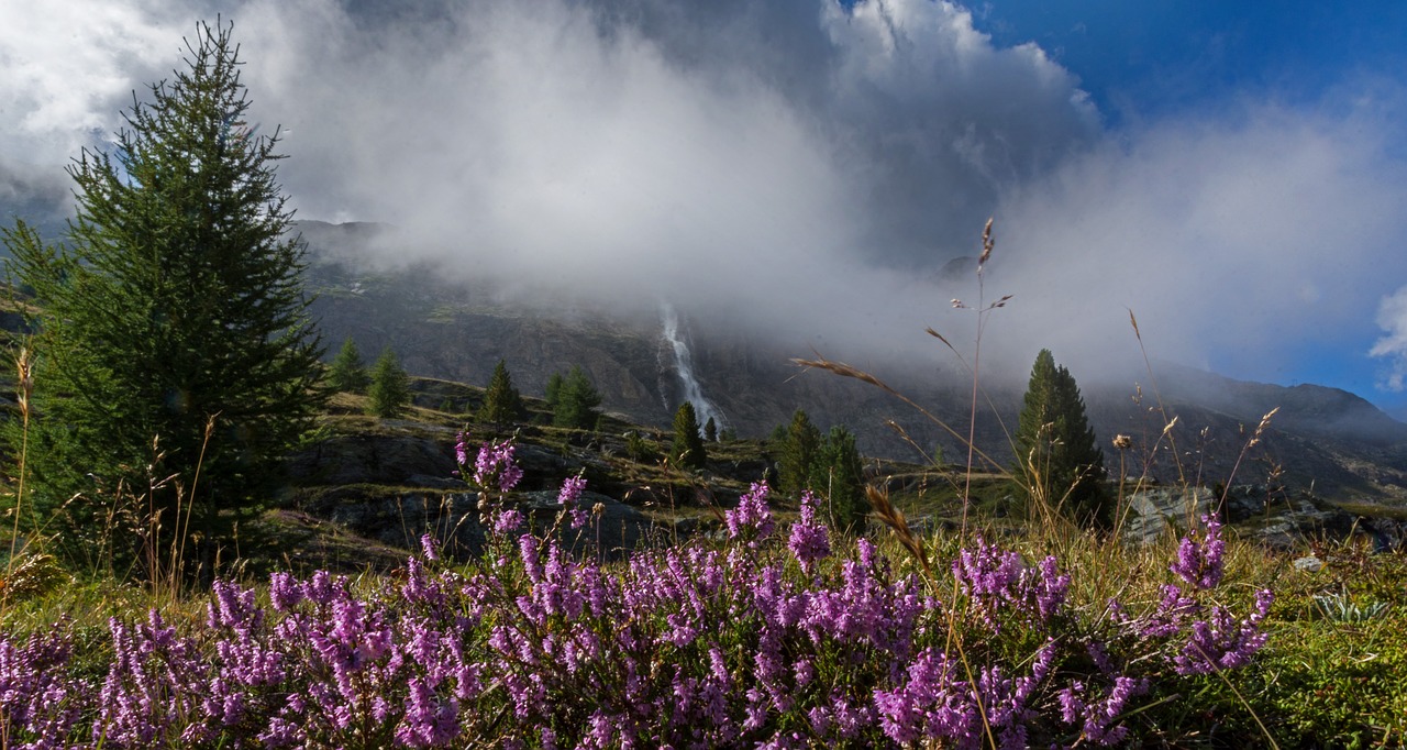 forest mountain panorama free photo