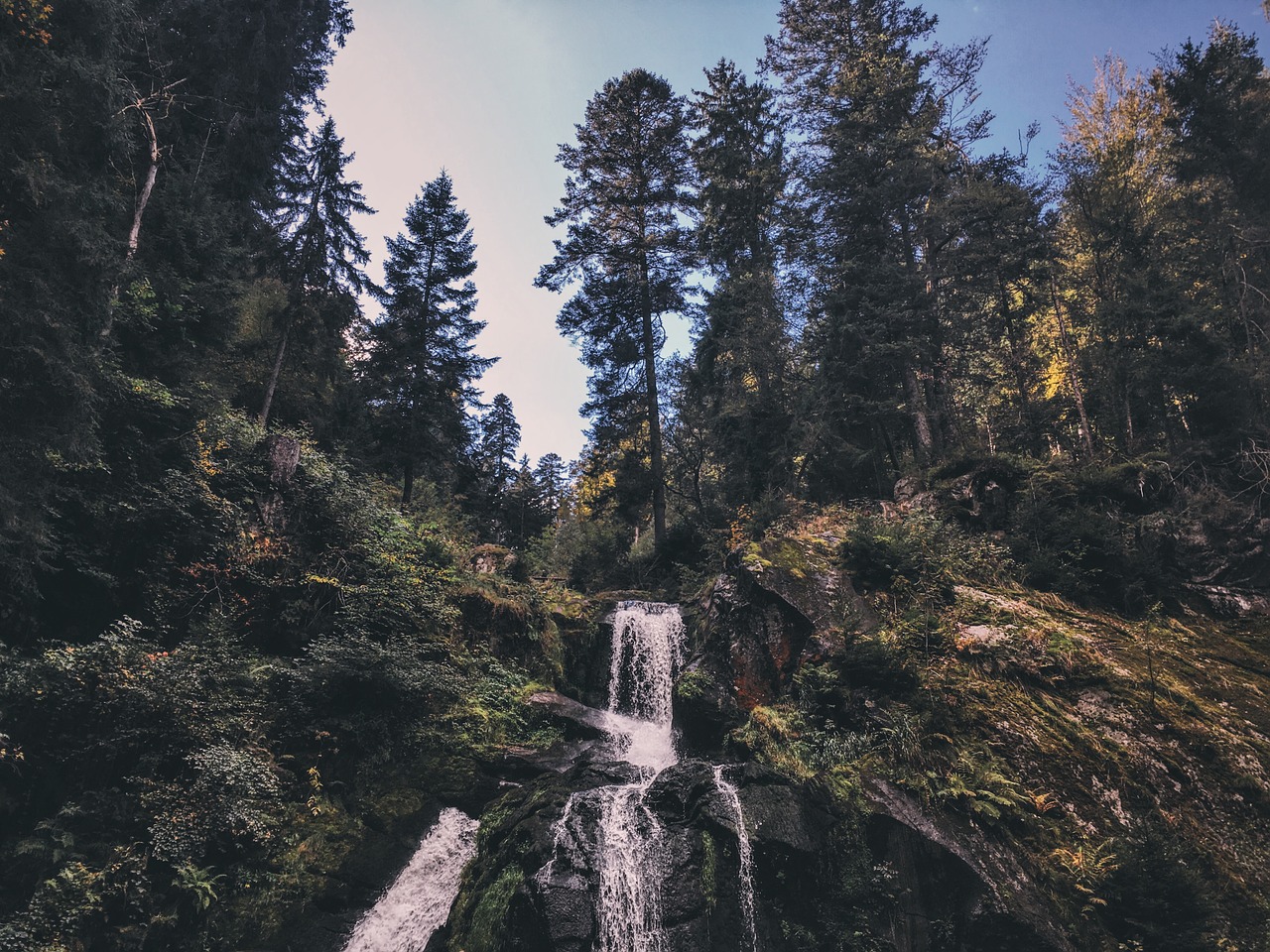 forest germany travel free photo