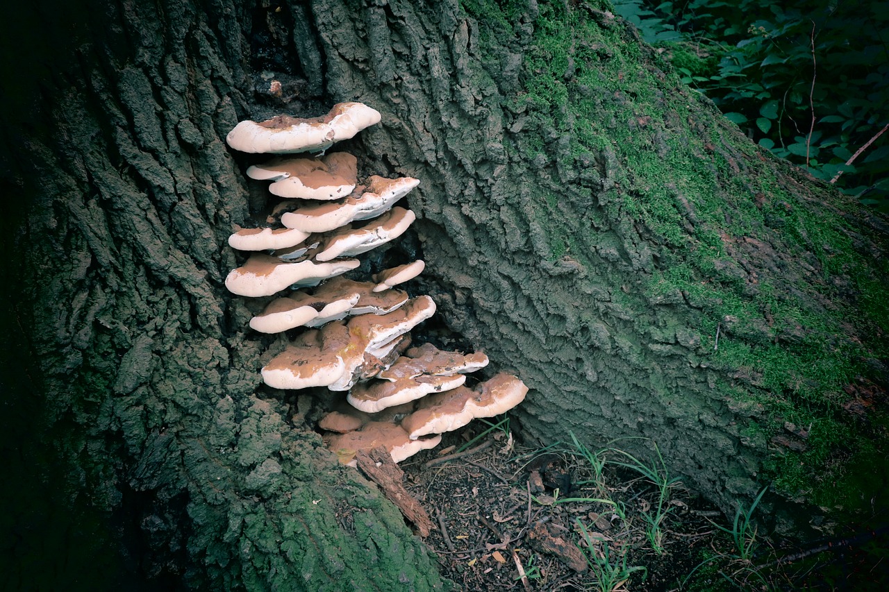 forest tree mushrooms free photo