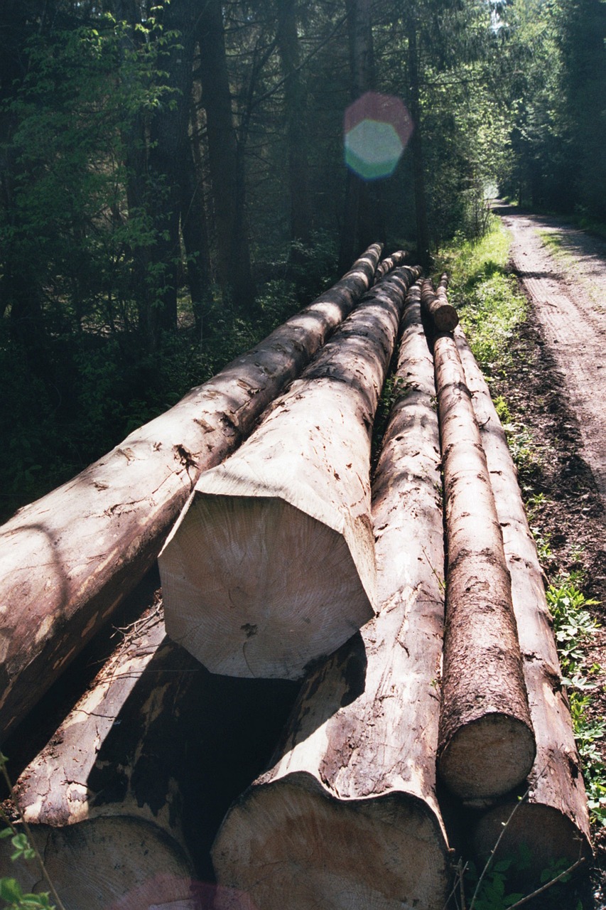 forest wood log free photo