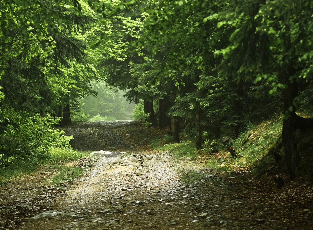 forest the road in the forest way free photo