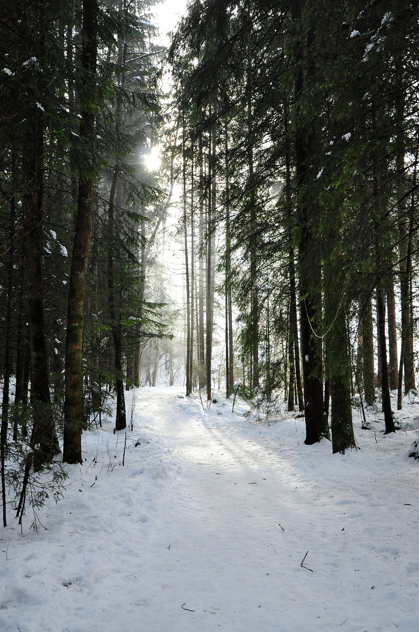 forest sun snow landscape free photo