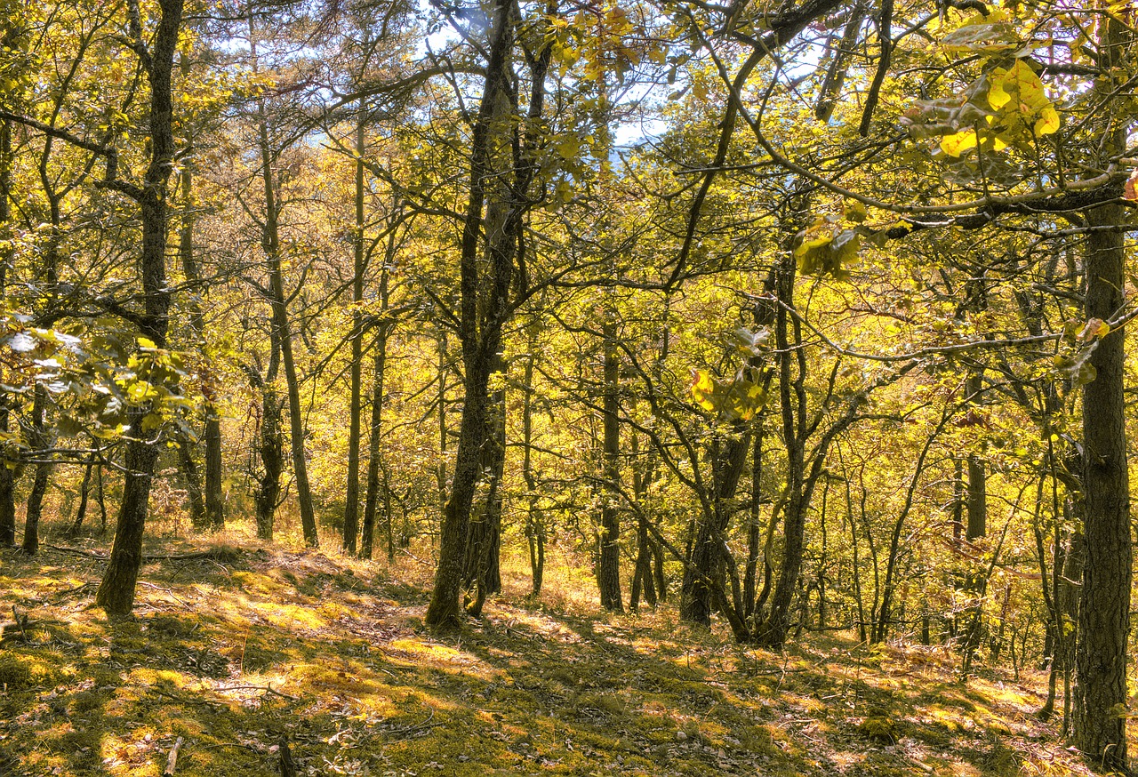 forest landscape mountain free photo