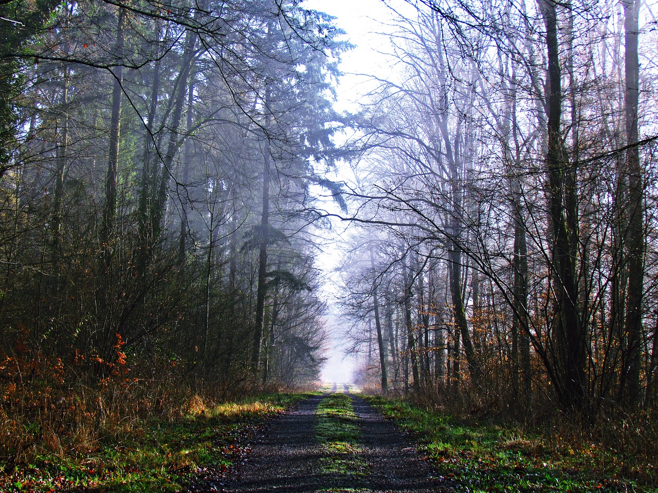 forest the path lane free photo