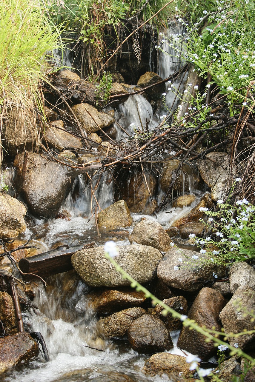 forest creeks rivers free photo