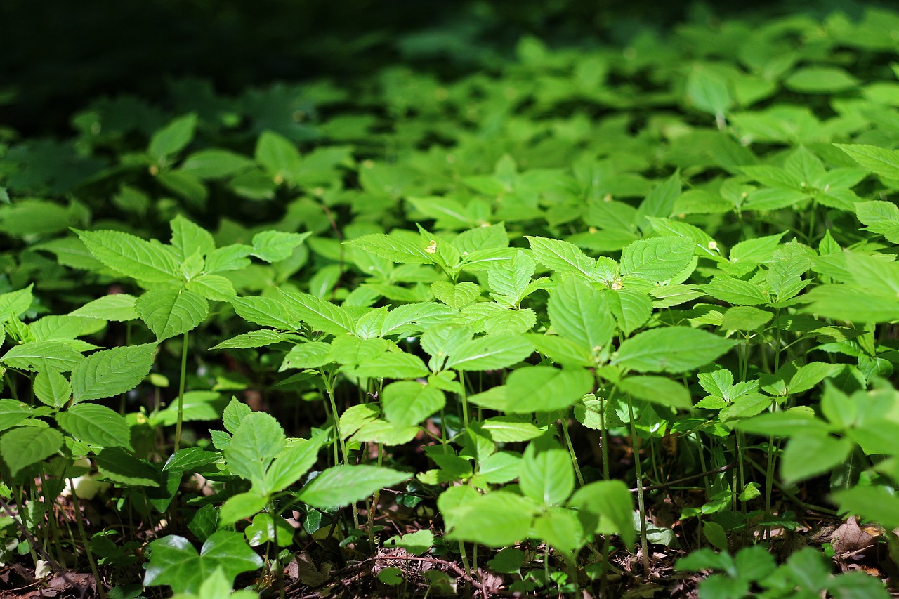 forest bed leafs free photo