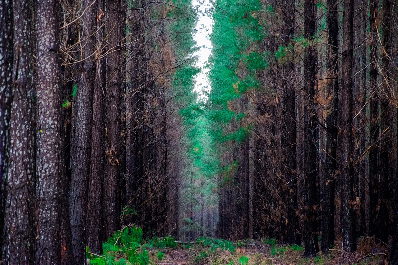 forest trees tree free photo