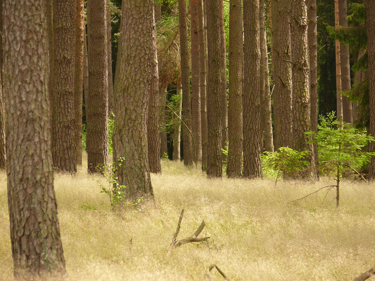 forest trees nature free photo