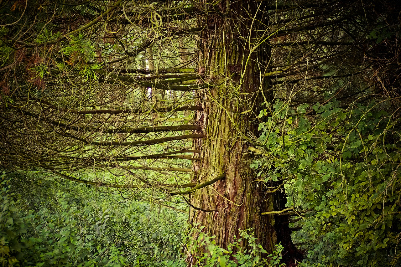 forest trees landscape free photo