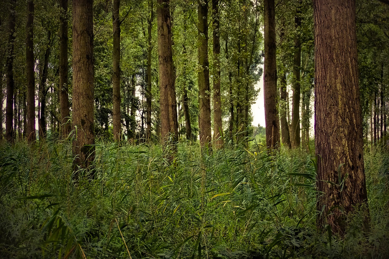 forest trees landscape free photo