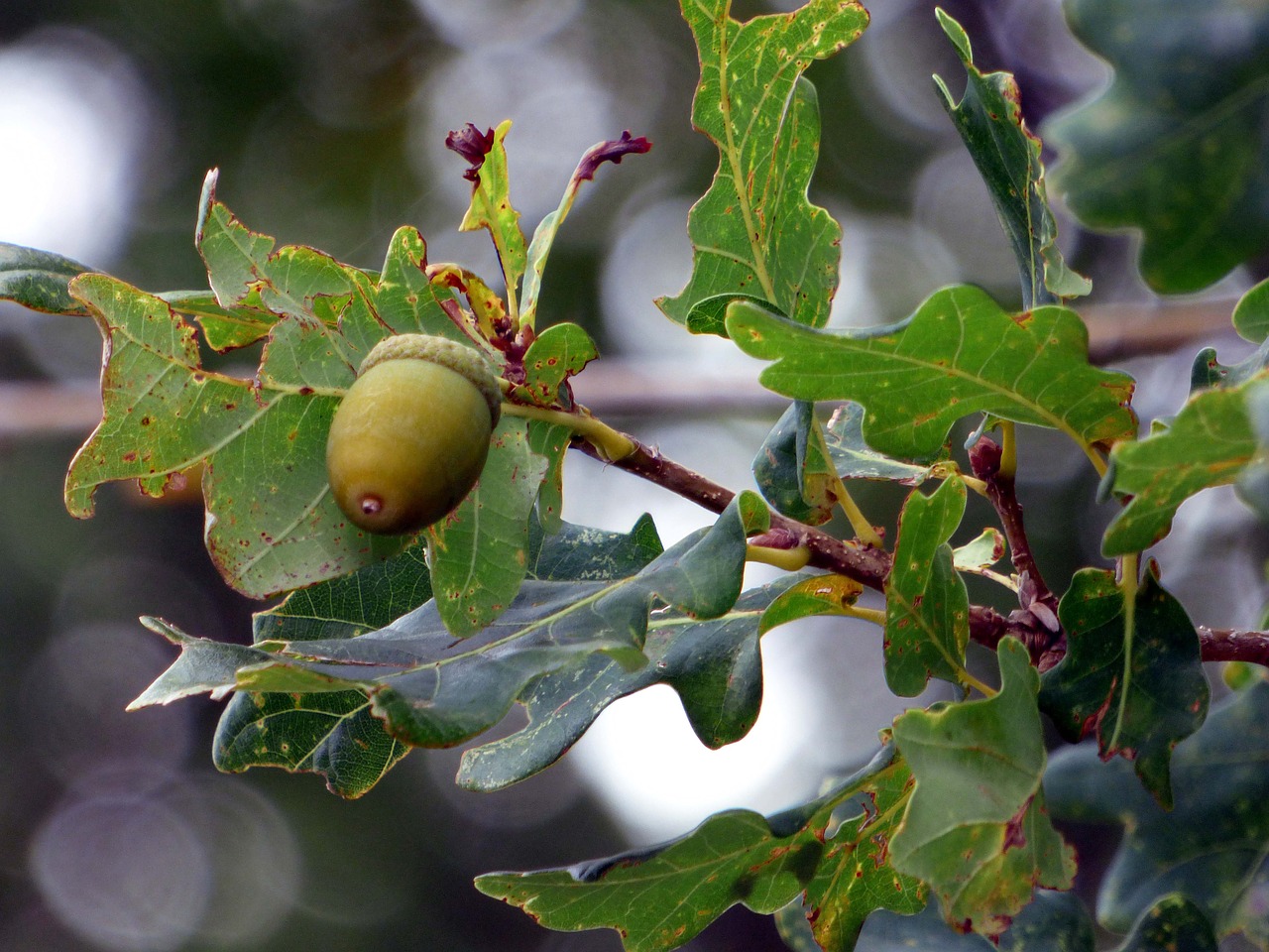 forest oak tree free photo