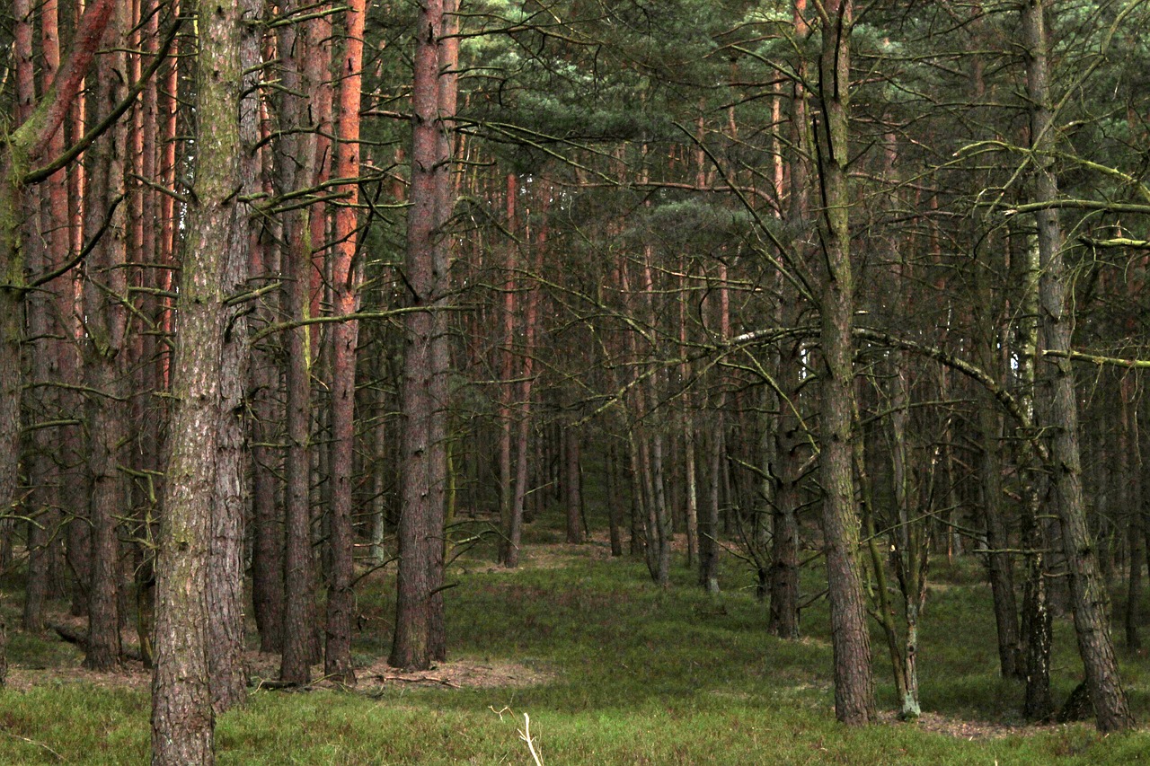 forest trees nature free photo